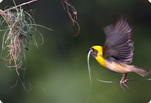 Baya weaver
