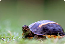Tricarinate hill turtle 