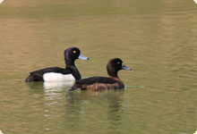 Tufted Duck 