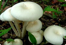 Fungus