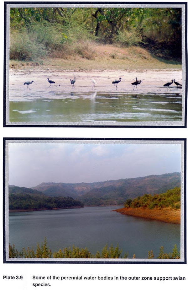 Some of the perennial water bodies in the outer zone support avian species