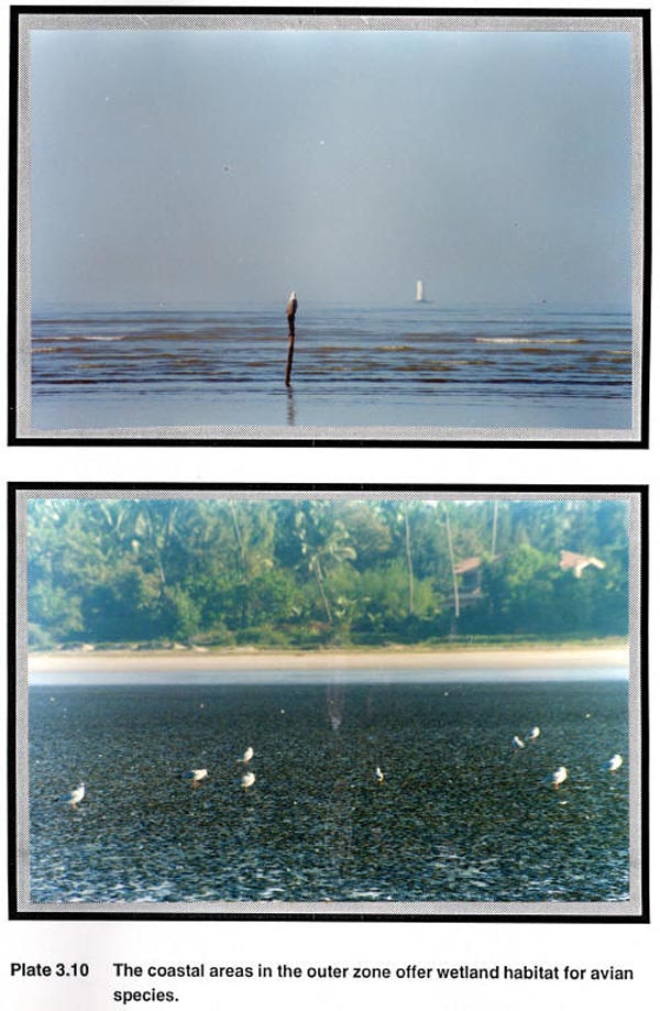 The coastal areas in the outer zone offer wetland habitat for avian species