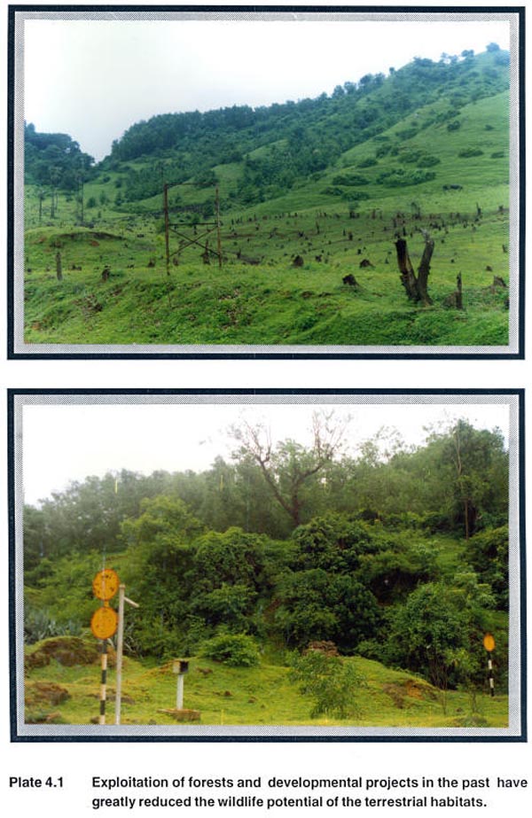 Exploitation of forests and the development projects in the past have greatly reduced the wildlife potential of the terrestrial habitats