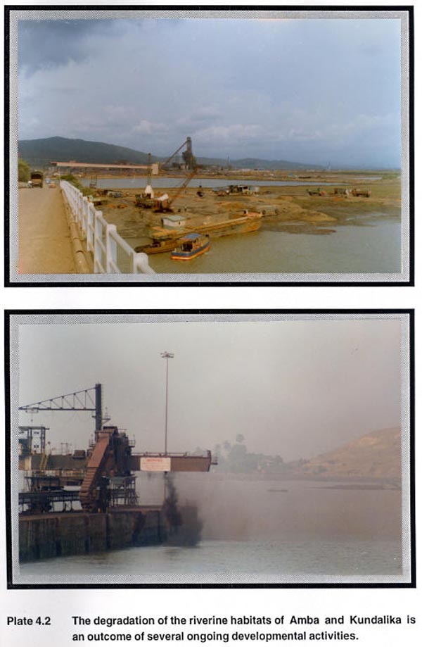 The degradation of the riverine habitats of Amba and Kundalika is an outcome of several ongoing development activities