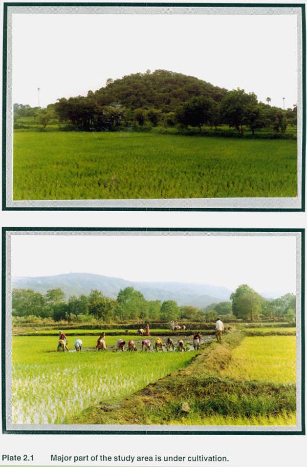 Major part of the study area is under cultivation