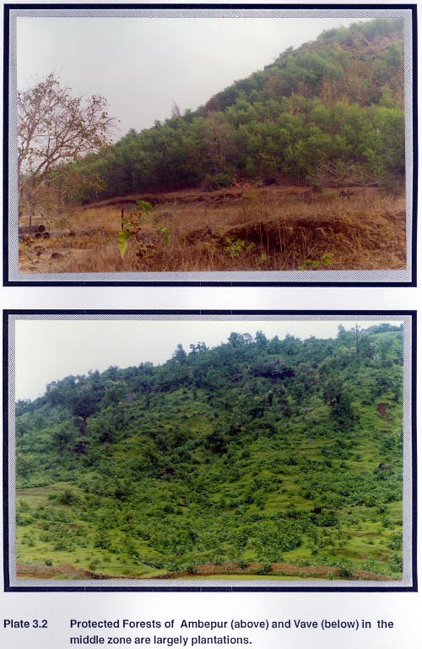 Protected Forests of Ambepur (above) and Vave (below) in the middle zone are largely plantations
