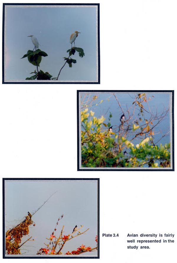 Avian diversity is fairly well represented in the study area