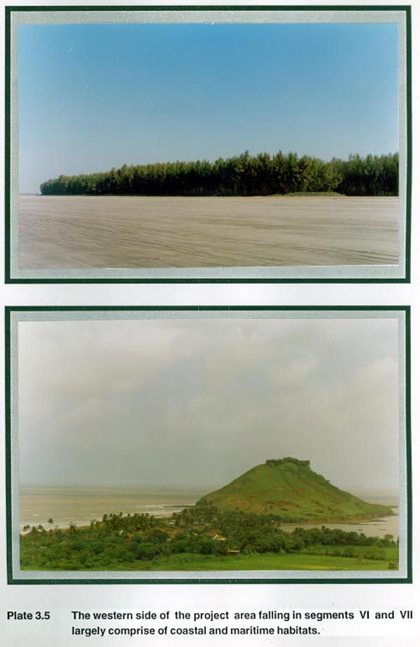 The western side of the project area falling in segments VI and VII largely comprise of coastal and maritime habitats