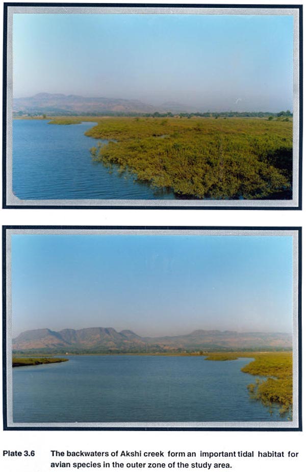 The backwaters of Akshi creek forms an important tidal habitat for avian species in the outer zone of the study area