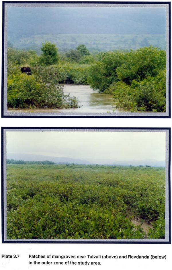 Patches of mangroves near Talvali (above) and Revdanda (below) in the outer zone of the study area