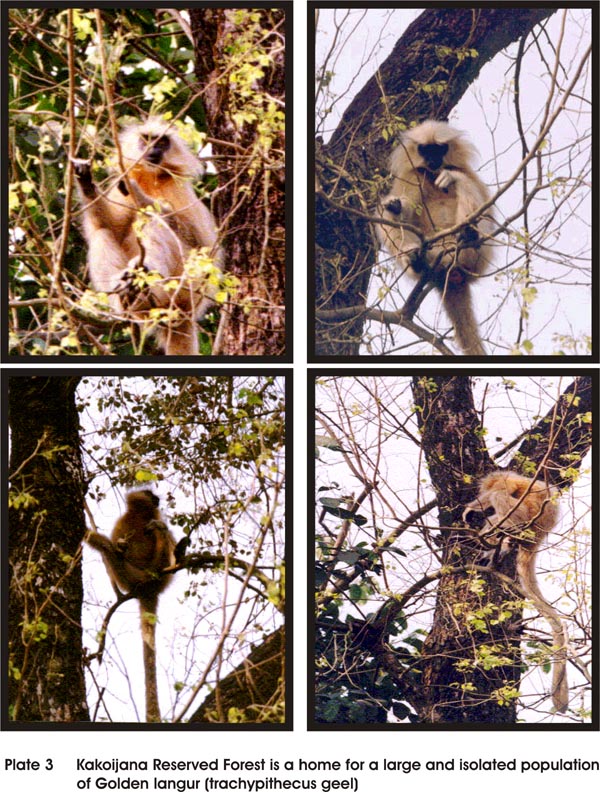 Kakoijana Reserved Forest is a home for a large and isolated population of Golden Langur