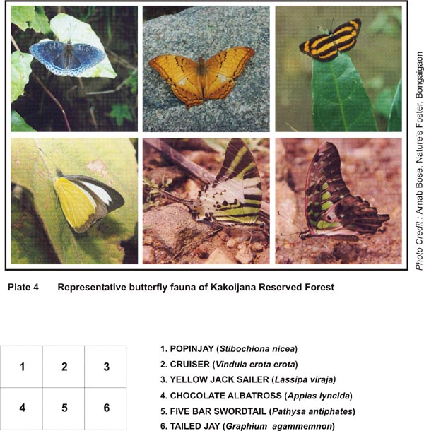 Representative Butterfly Fauna of Kakoijana Reserved Forest