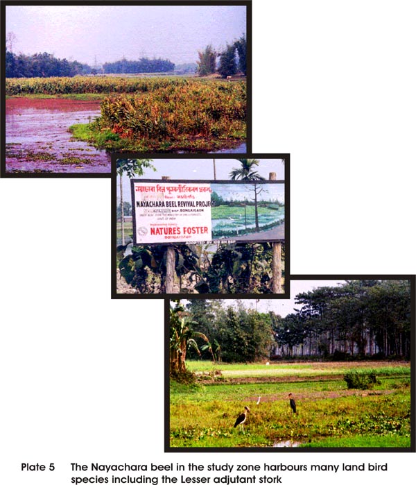 The Nayachara Beel in the study zone harbours many Wetland Bird Species including the Lesser Adjutant Stork