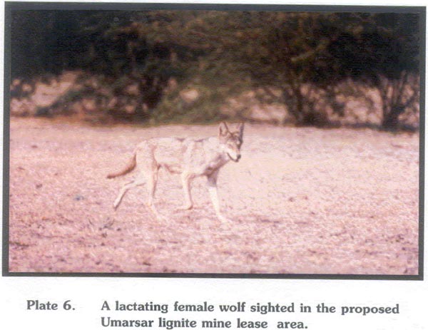 A lactating female wolf sighted in the proposed Umarsar Lignite Mine lease area