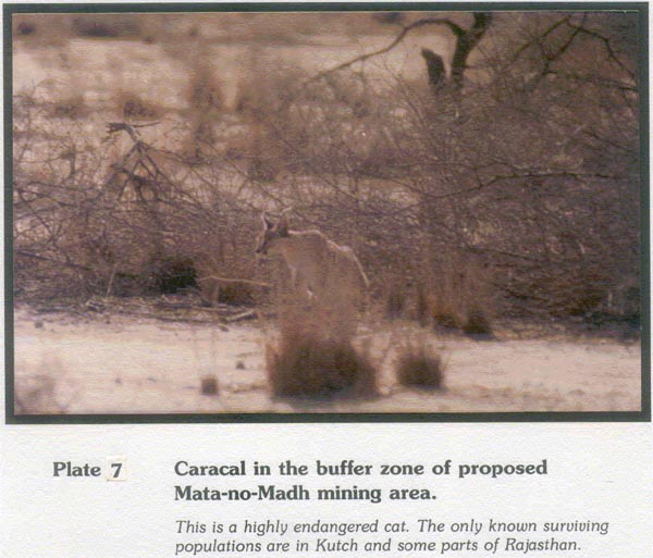 Caracal in the buffer zone of proposed Mata-no-Madh mining area