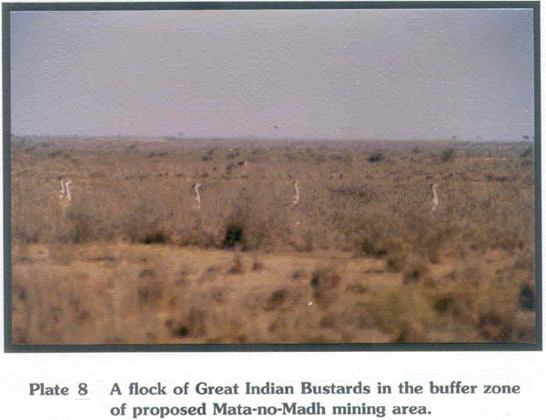 A flock of Great Indian Bustards in the buffer zone of proposed Mata-no-Madh mining area