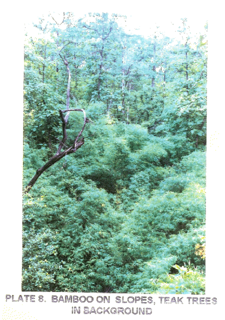 Vegetation mapping Vegetation mapping