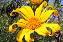Diploma Course in Advanced Wildlife Management November 28 - December 2, 2011
