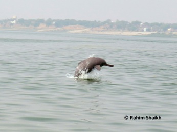 Ganges River Dolphin