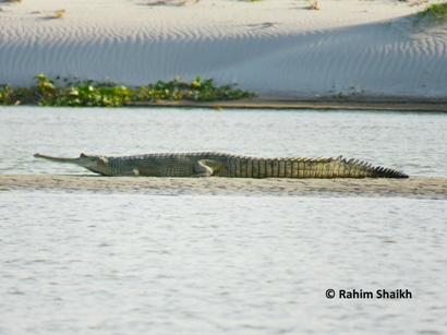 Gharial Gharial