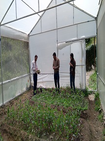 Apple Plants in Poly House condition
