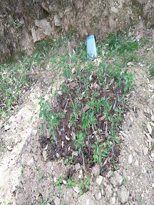 Apple plants in open field
