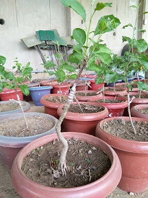 Appple plants in potted condition