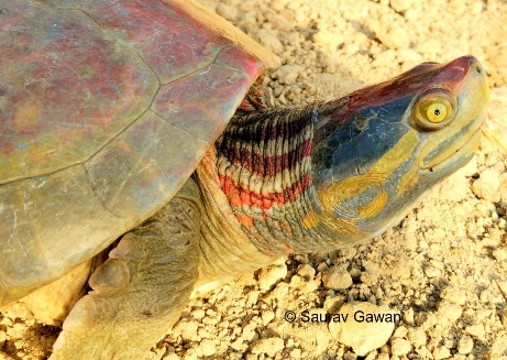 Red Crowned Roofed Turtle