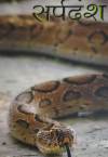 SNAKEBITE