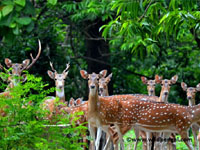 Bethuadahari Wildlife Sanctuary