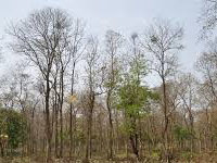 Bethuadahari Wildlife Sanctuary