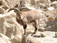 Blue sheep in the Park