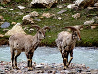 Blue sheep in Niti valley