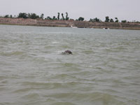 A dolphin calf in the Ganga 
