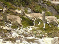 Govind Pashu Vihar Wildlife Sanctuary