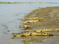 Hastinapur Wildlife Sanctuary 