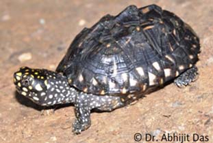 Black Spotted Turtle