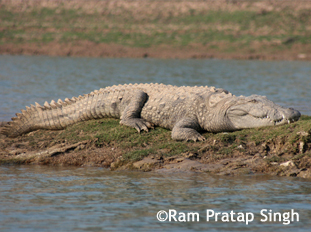 Marsh Crocodile