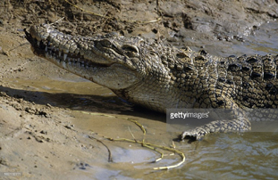 Salt Water Crocodile Salt Water Crocodile