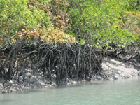 Sundarban Biosphere Reserve
