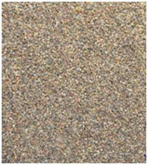 Buckwheat (Fagopyrum esculantum)