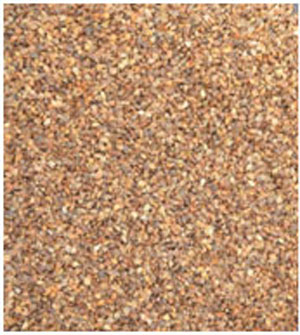 Buckwheat (F. tataricum)