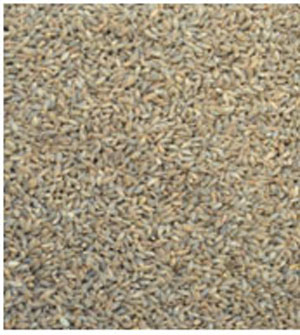 Naked barley (Hordeum vulgare)