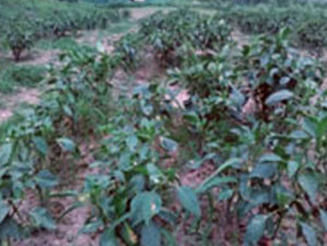 Bio-formulations and organic vegetables