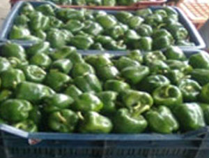 organic vegetables
