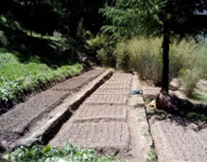 HFRI Fuel and Fodder Tree Nursery
