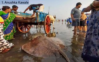 Winners of "Photography Competition World Dugong Day 2021" Category 2. "Threats to marine life"