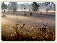 Protected Area Network, Wildlife Management and Conservation Education