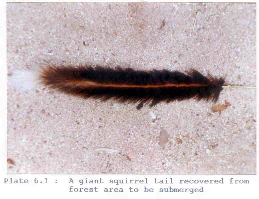 Wildlife