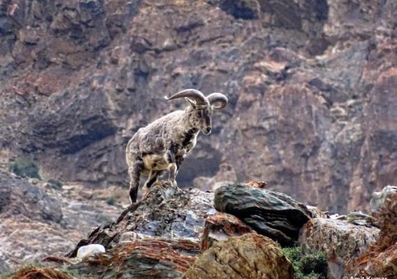 Blue Sheep Nanda Devi : Photo credits : Dr. Amit Kumar